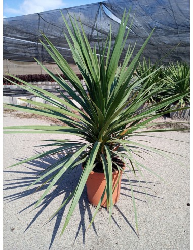 Cordyline australis «Peko»  Árbol Perennifolio Resistente y Colorido | Endanea Garden

