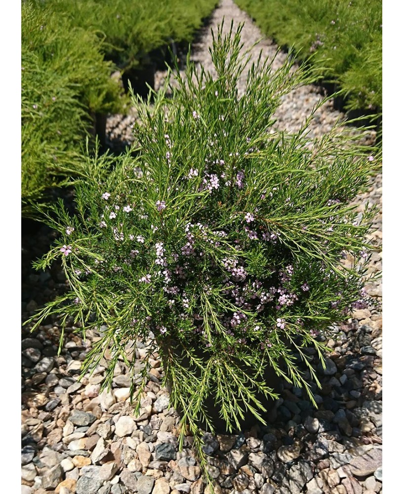 Coleonema hirsuta  Arbusto Perennifolio de Sudáfrica para Jardín | Endanea Garden

