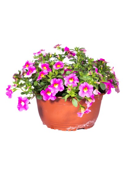 Planta Confetti Cuenco 15 - Follaje Vibrante y Fácil Cuidado | Endanea Garden

