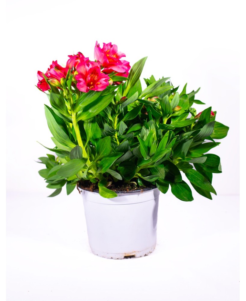 Alegría Gineana M13 KM0 - Planta Colorida y Exótica para Interior y Exterior | Endanea Garden


