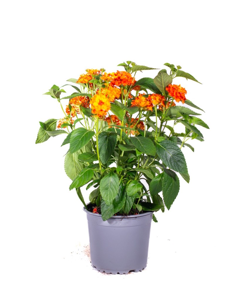 Lantana M13 KM0  Flores Vibrantes y Resistencia | Endanea Garden

