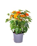 Lantana M13 KM0  Flores Vibrantes y Resistencia | Endanea Garden

