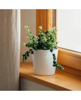 Maceta Cometa Blanco 15x14.5 cm Herstera  Ideal para Plantas Pequeñas y Suculentas

