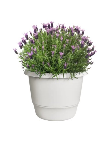 Maceta Redonda Amiga Blanco Sedoso 40cm  Elegancia y Resistencia | Endanea Garden


