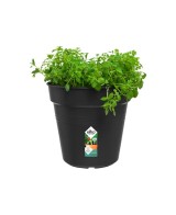 Maceta G.B. Growpot 24CM Negro - Elegante y Funcional para Todas tus Plantas | Endanea Garden

