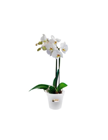 Maceta GB Orquídea 15 cm Transparente  Diseño Elegante y Funcional para Orquídeas | Endanea Garden