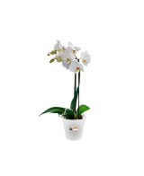Maceta GB Orquídea 15 cm Transparente  Diseño Elegante y Funcional para Orquídeas | Endanea Garden