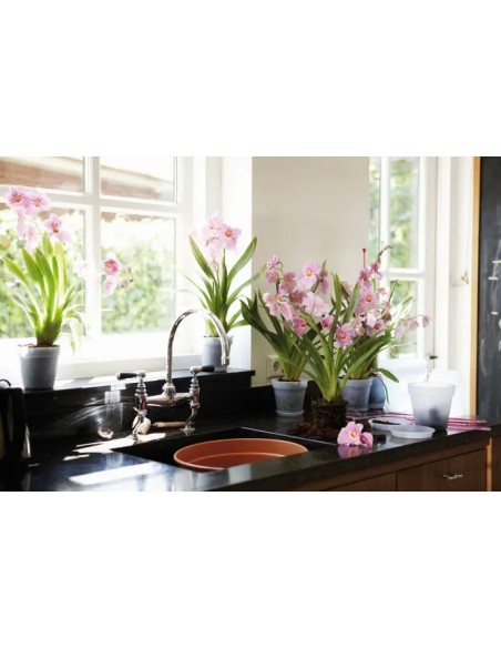 Maceta GB Orquídea Transparente 17 cm - Diseño Elegante y Funcional para Orquídeas | Endanea Garden