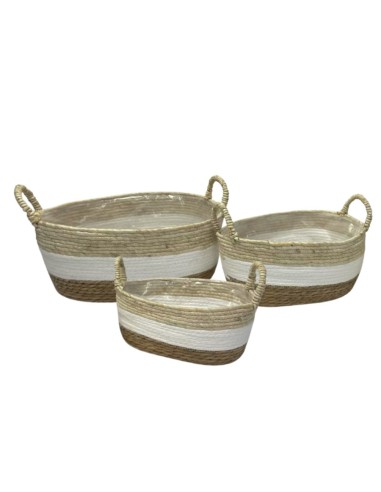 CESTA ASA FREYJA MEDIANA