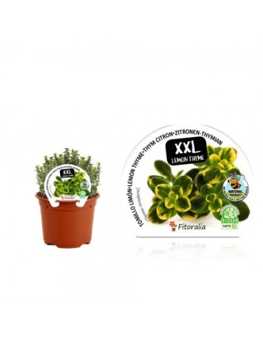 TOMILLO LIMON XXL M14 THYMUS CITRIODORUS
