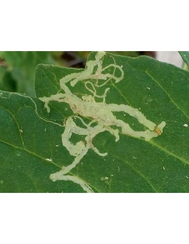 Insecticida Sistémico Epinsel 100ml | Eficaz Contra Cochinillas, Pulgones y Más

