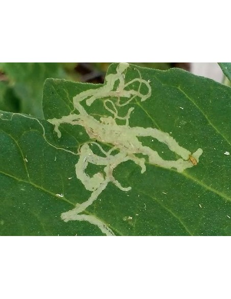 Insecticida Sistémico Epinsel 100ml | Eficaz Contra Cochinillas, Pulgones y Más

