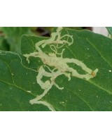 Insecticida Sistémico Epinsel 100ml | Eficaz Contra Cochinillas, Pulgones y Más

