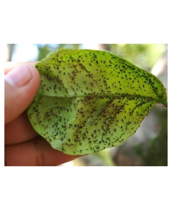 Insecticida Sistémico Epinsel 100ml | Eficaz Contra Cochinillas, Pulgones y Más

