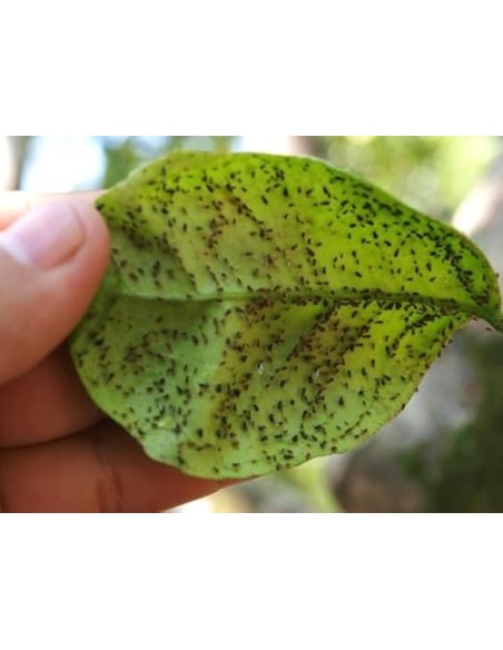 Insecticida Sistémico Epinsel 100ml | Eficaz Contra Cochinillas, Pulgones y Más

