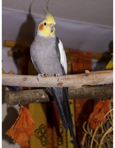 NINFA GRIS NYMPHICUS HOLLANDICUS