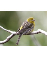 CANARIOS, Serinus Canara
