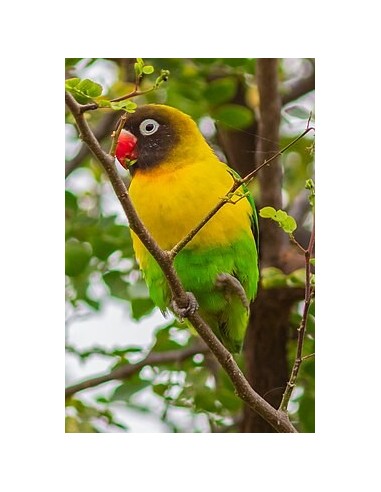 INSEPARABLE ENMASCARADO AGAPORNIS PERSONATA