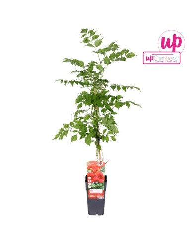 CAMPSIS RADICANS UPCLIMBERS