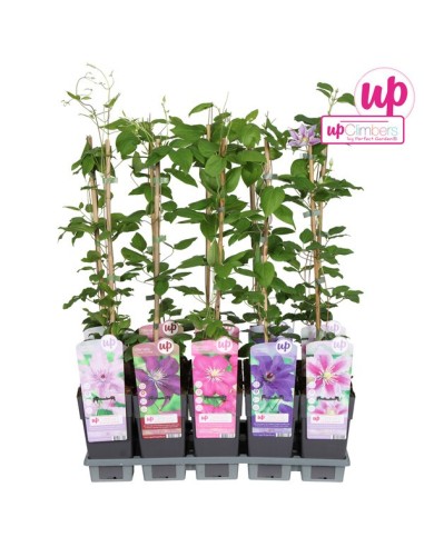Clematis Mix Big Flowers M15 Planta Trepadora con Flores Grandes y Coloridas