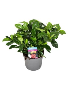 GARDENIA JASMINOIDES M13