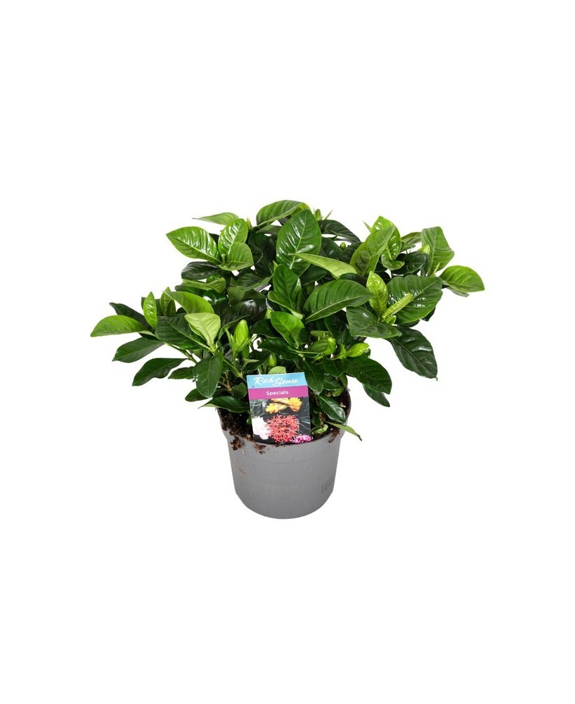GARDENIA JASMINOIDES M13