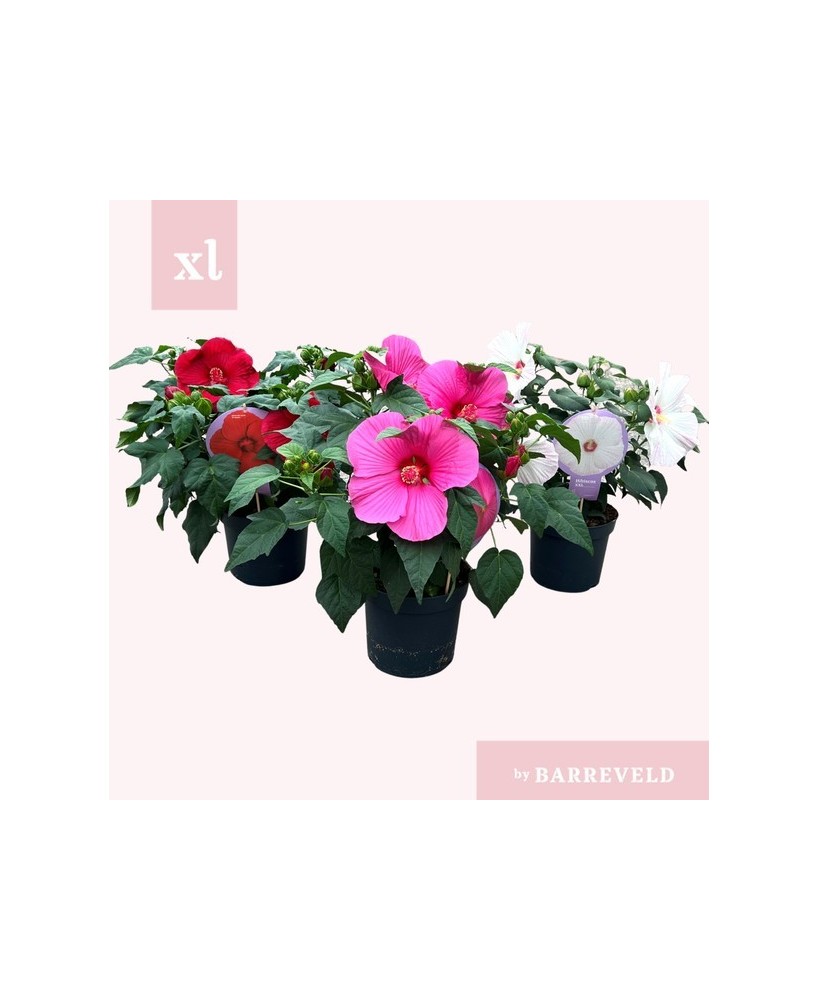 HIBISCUS M23