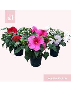 HIBISCUS SYR MIX SHELVES M19
