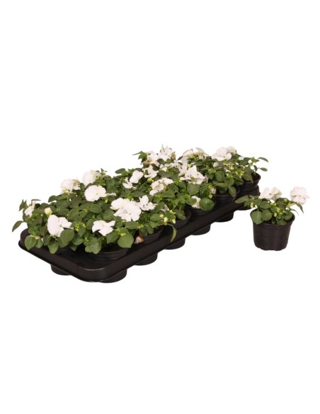 IMPATIENS WALL SINGLE BLANCO M9