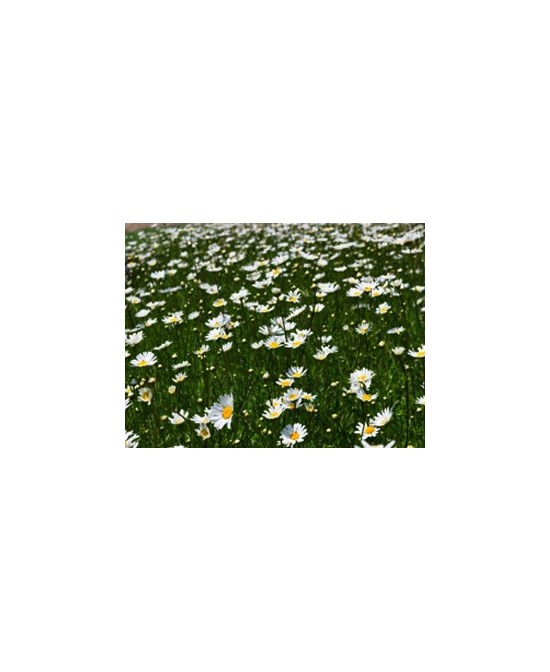 LEUCANTHEMUM VULGARE LE GRANDE