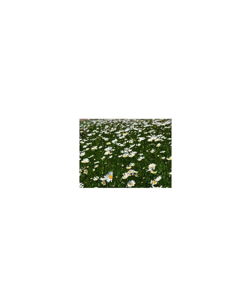 LEUCANTHEMUM VULGARE LE GRANDE