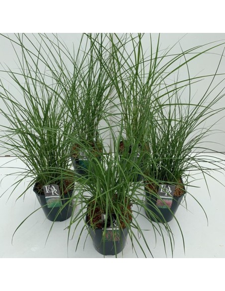 MICANTHUS SINESIS MIX SHELVES