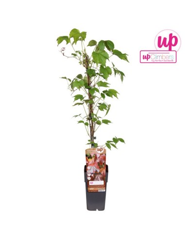 PARTHENOCISSUS TR VEITHCII M15