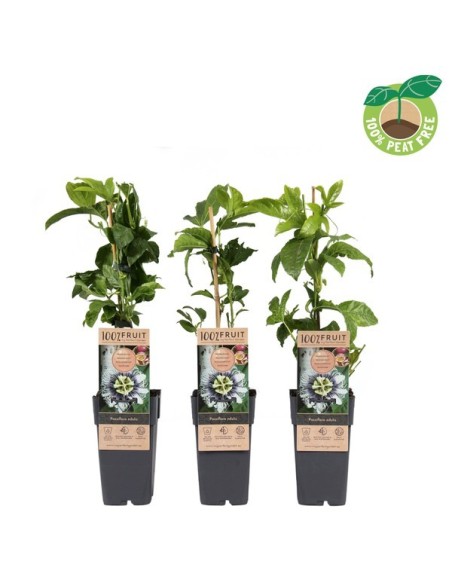 Passiflora Edulis M15 Planta Trepadora Ornamental y Frutal para Jardines y Terrazas