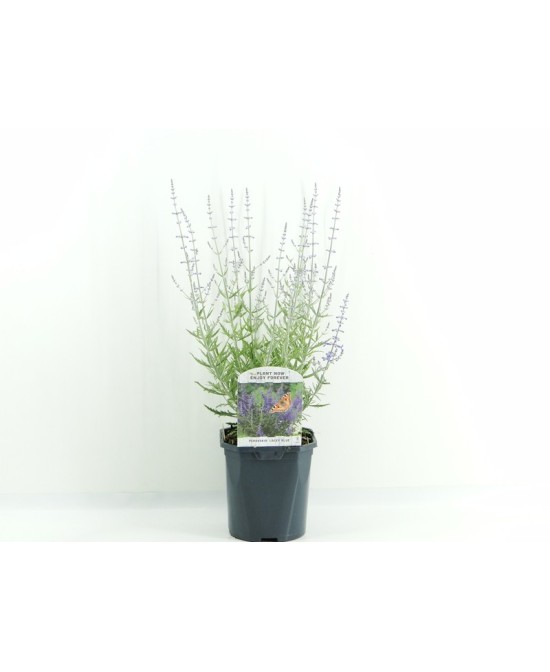 PEROVSKIA ATRA LACEY BLUE M17