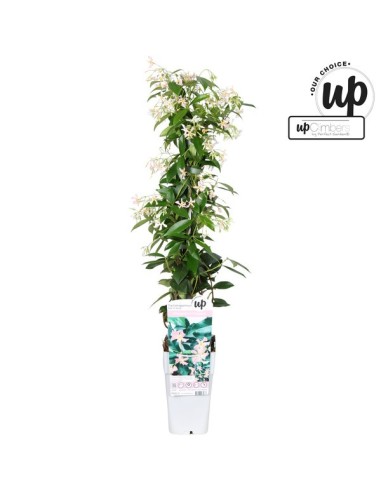 TRACHELOSPERMUM JAS STAR OF IBIZA BLANCO M15