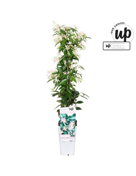 TRACHELOSPERMUM JAS STAR OF IBIZA BLANCO M15