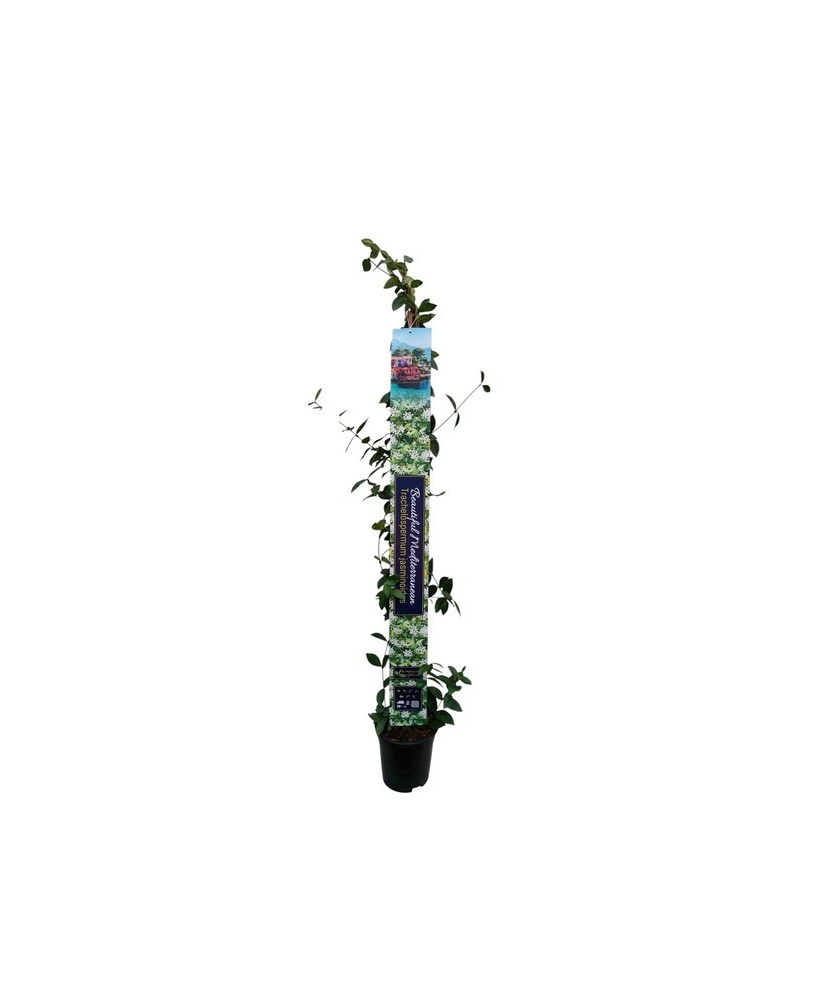 TRACHELOSPERMUM JASMINOIDES XXL