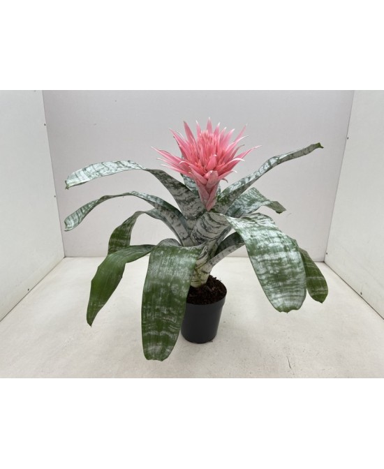 AECHMEA FASCIATA PRIMERA XL M15 ROSA