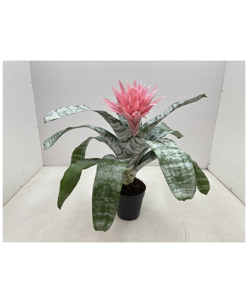 AECHMEA FASCIATA PRIMERA XL M15 ROSA