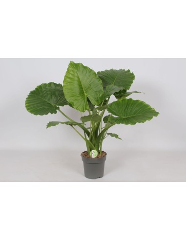 Alocasia Gageana California M21 Planta Tropical de Interior Hojas Grandes