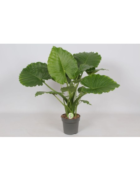 Alocasia Gageana California M21 Planta Tropical de Interior Hojas Grandes