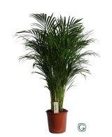 Areca (Dypsis lutescens)  Palmera Bambú de Interior Purificadora y Fácil Cuidado

