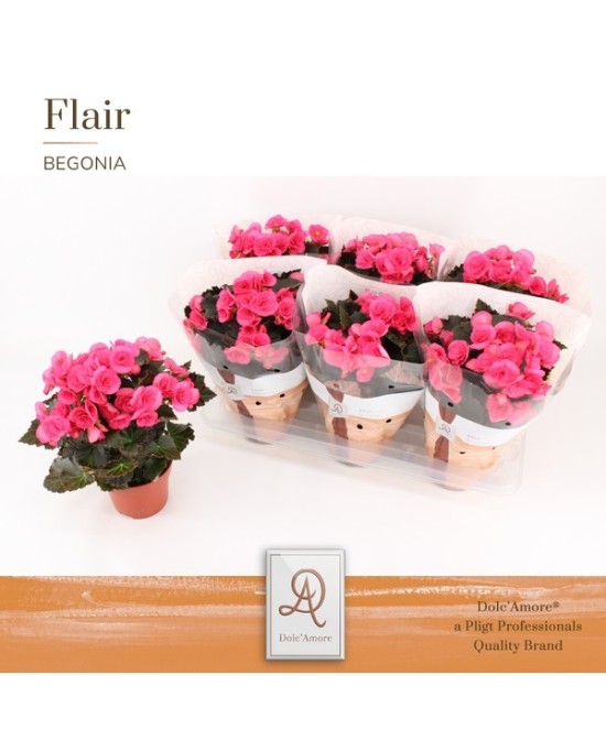 Begonia Elatior Adonia Dark Pink planta ornamental interior con flor rosa oscuro