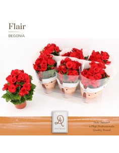 Begonia Elatior Baladin roja planta de interior maceta 14 cm floración vibrante