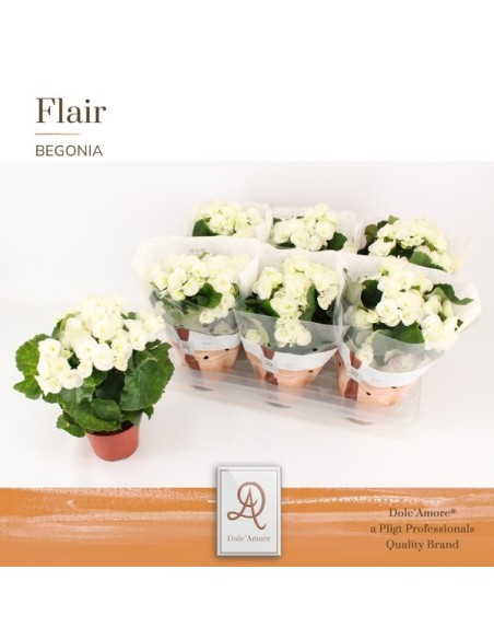Begonia Elatior Clara planta ornamental blanca maceta 14 cm para interiores y exteriores protegidos