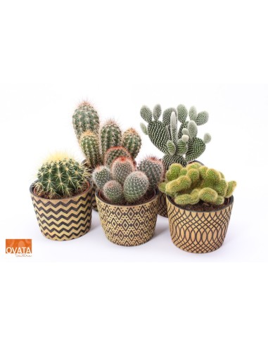 CACTUS MIX IN CANCUN M14