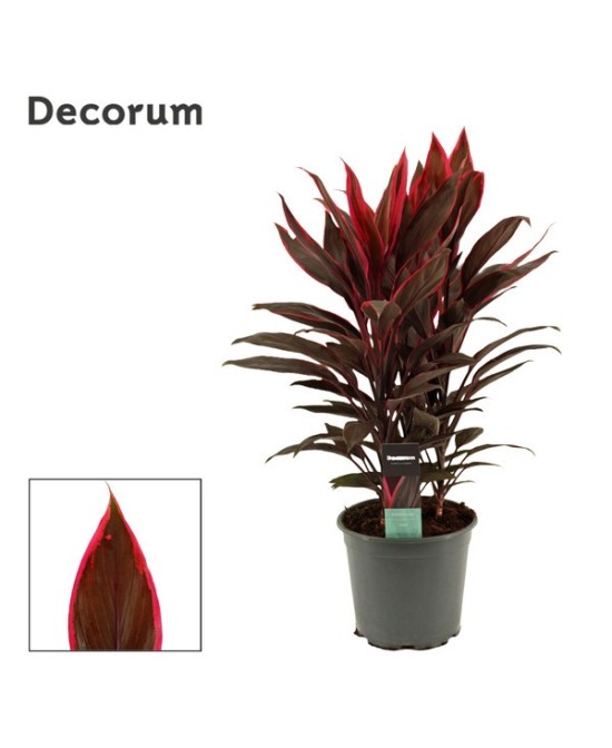 CORDYLINE FRUT. TANGO M19