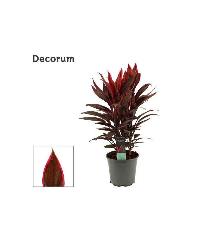 CORDYLINE FRUT. TANGO M19