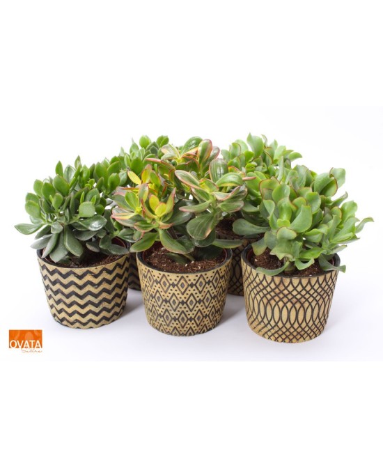 CRASSULA MIX IN CANCUN SU PURE M14